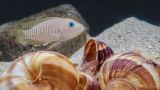 My Honest Review of Shell Dwellers (and How They Ruined My Aquascape)