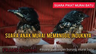 Download lagu SUARA ANAK MURAI BATU MEMANGGIL INDUKNYA mp3 Download lagu SUARA ANAK MURAI BATU MEMANGGIL INDUKNYA mp3