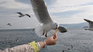 preview picture of video '失った猛禽類のプライド Atami tour boat:熱海の旅 Journey to Aatami'