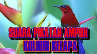 Download lagu Suara Pikatan Burung Kolibri Kelapa ll sangat jitu untuk pemikat Kolibri lainya mp3