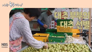 [나는농부다 269회] 대추 부부의 대추 선별