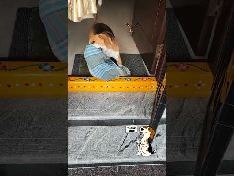 #dog #dogs #doglover #doglovers #reels #reel #instagram #trending #trendingshorts #dogshorts #trend