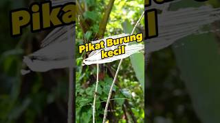 Download lagu Pikat burung kecil #pikatburung mp3 Download lagu Pikat burung kecil #pikatburung mp3