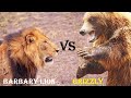 Barbary Lion VS Grizzly Bear Barbary Lion VS Grizzly Bear Who Would Win