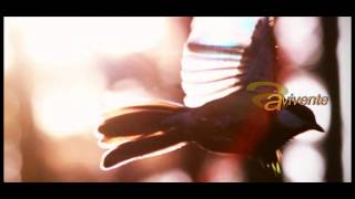 Litfiba-Apapaia + testo