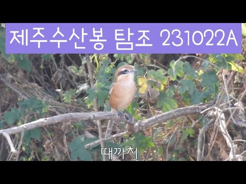 [탐조]제주 수산봉 주위 탐조일지 231022 AM