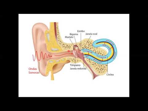 Biofísica - Audição