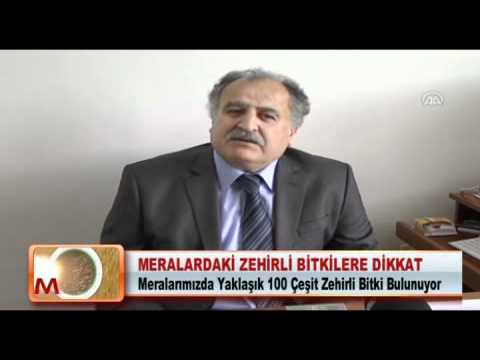 MERALARDAKİ ZEHİRLİ BİTKİLERE DİKKAT!