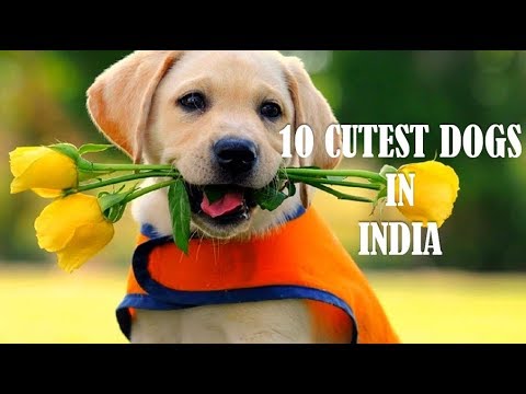 download lagu mp3 mp4 Cute Dog Breeds In India, download lagu Cute Dog Breeds In India gratis, unduh video klip Cute Dog Breeds In India