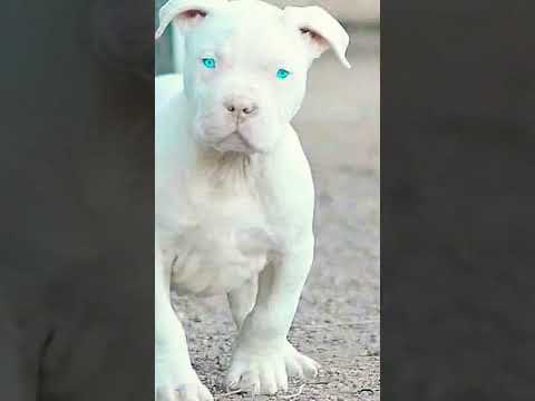 #dog  #music #viralvideo #ff