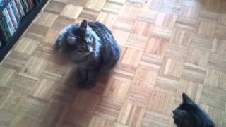 Chuck Chases his Tail