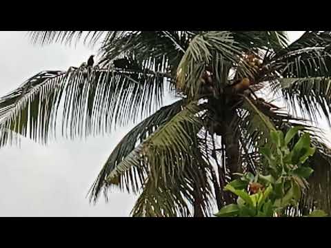 Happy morning ☀️- Nature visualizer -relaxing nature sounds 