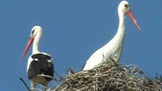preview picture of video 'White storks near Enfida, Tunisia'