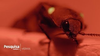 Miniatura do vídeo