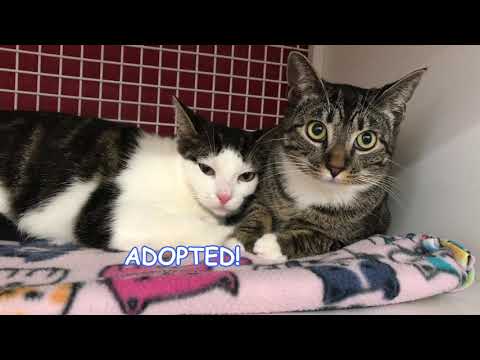 Happy Adoptions - Winter Kitties Get Adopted So Fast!