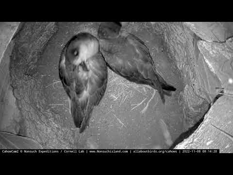 Bermuda Petrels Have Returned To Cahow Cam 2 For November Courtship! – Nov. 8, 2022