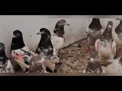 #ajmanpigeonclub #chsakhimuhammadbhatti #pigeon #teddykabootar #teddy #minarwalekabootar