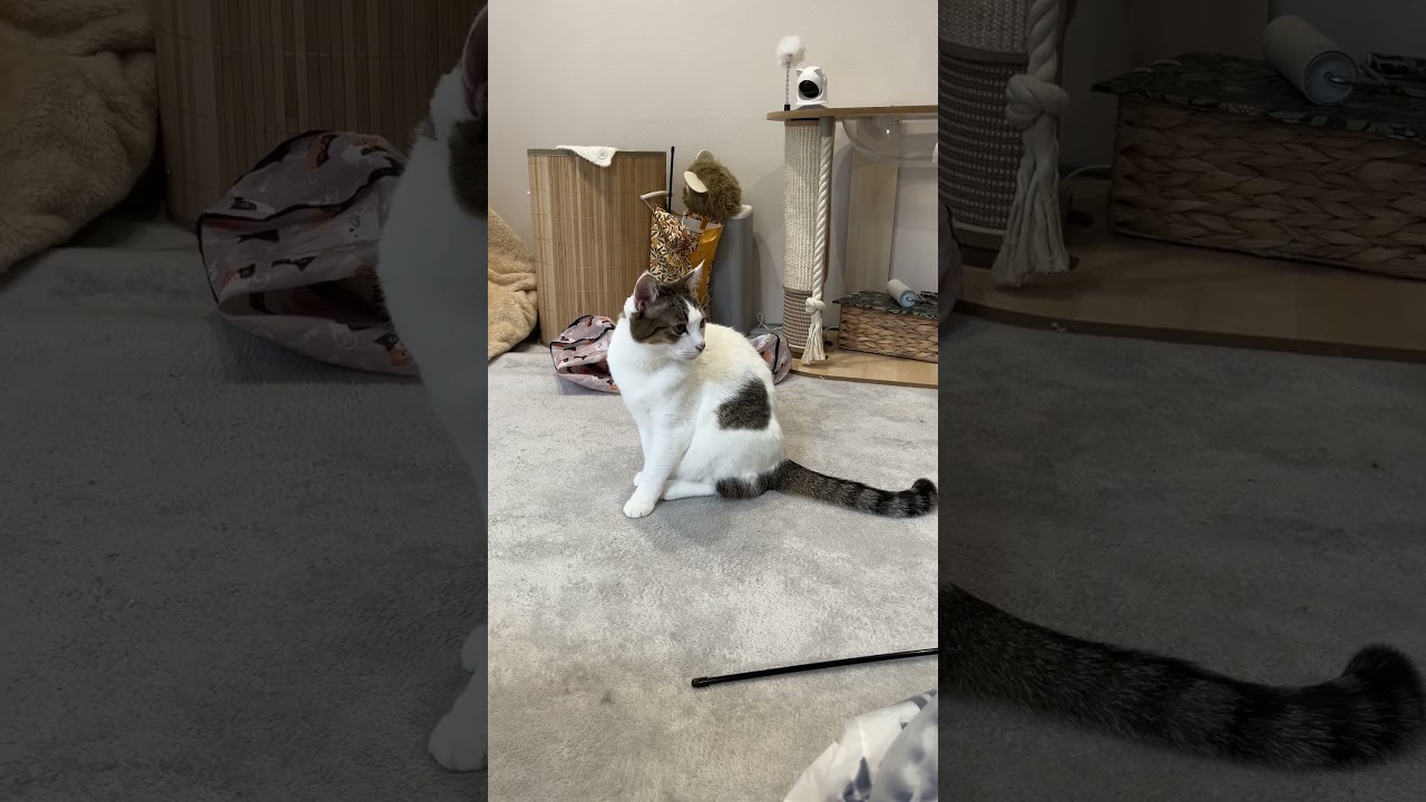 お返事にゃんこ