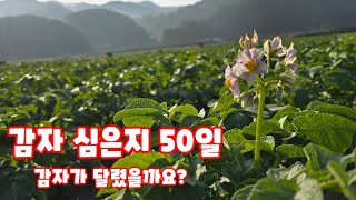 감자 심은지 50일 생육상태 확인 수미감자 감물감자 괴산감자 풀뿌리농장 석성수 [감자재배방법]