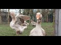 buff dewlap toulouse geese ready for the breeding season