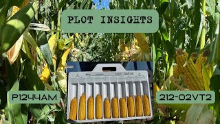 Plot Insights P1244AM vs 212-02VT2