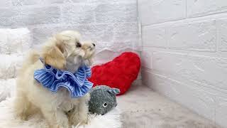 ハーフ犬の動画01