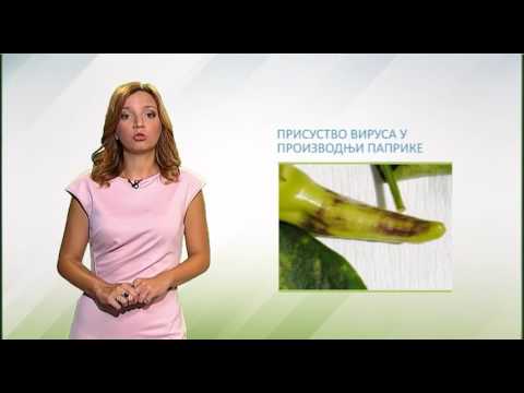 Zelena prognoza, 1.8.2016. - O stanju u usevima paprike na otvorenom polju