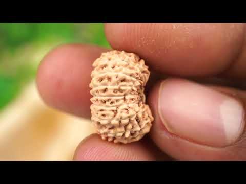 Rudraksha Product Image