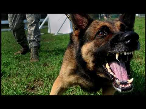 Dogs Barking for One Hour - Sound Effect