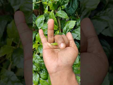 the largest shiny beetle I have ever found of itskind#insects#nature# beautifulinsects