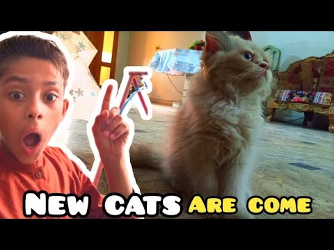 NEW CATS AA GYE ON EID UL AZAH | THE SARIM VLOG