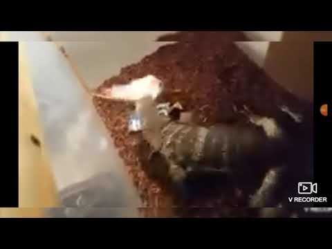 Deviljho vs great jagras in a memeshell