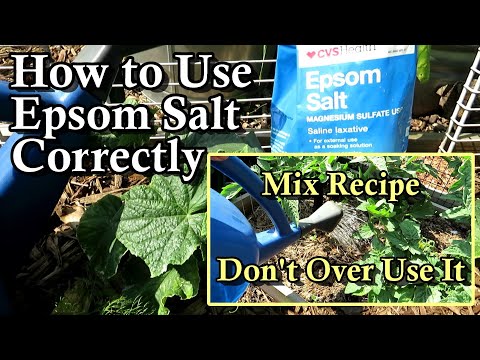 , title : 'How to Correctly Use Epsom Salt on Cucumber & Tomato Plants with Mix Recipe: Don't Over Use it!'