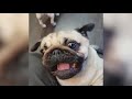 Funniest Pet Reactions & Bloopers of January 2018