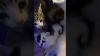 Other Cats Videos