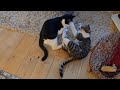Friendly Cat Fight