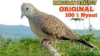 Download lagu PERKUTUT LOKAL GACOR Raja Pikat Ahlinya Bikin Semua Burung Perkutut Pada Nyaut mp3