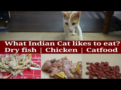 What Indian Cats like to eat ? | Cats eating | chicken vs dry fish vs cat food | Indian cats network