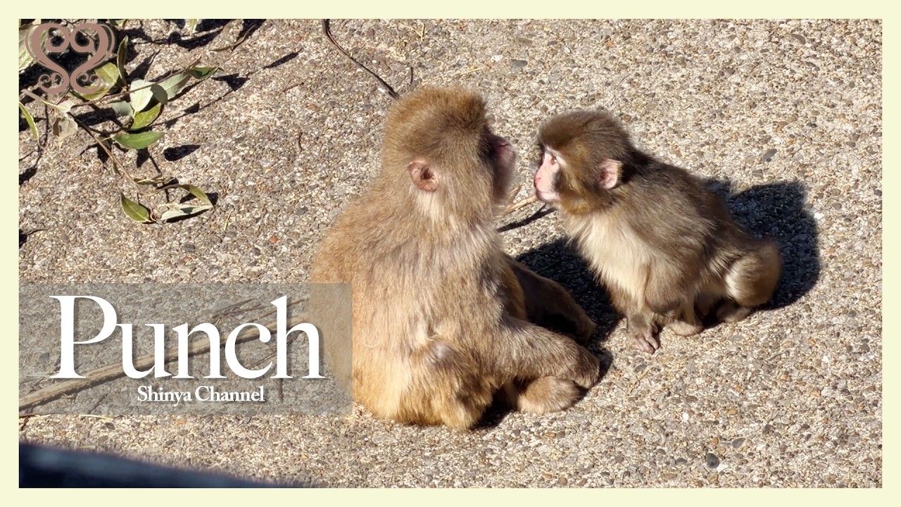 【Punch】パンチくんを応援しに行きました！