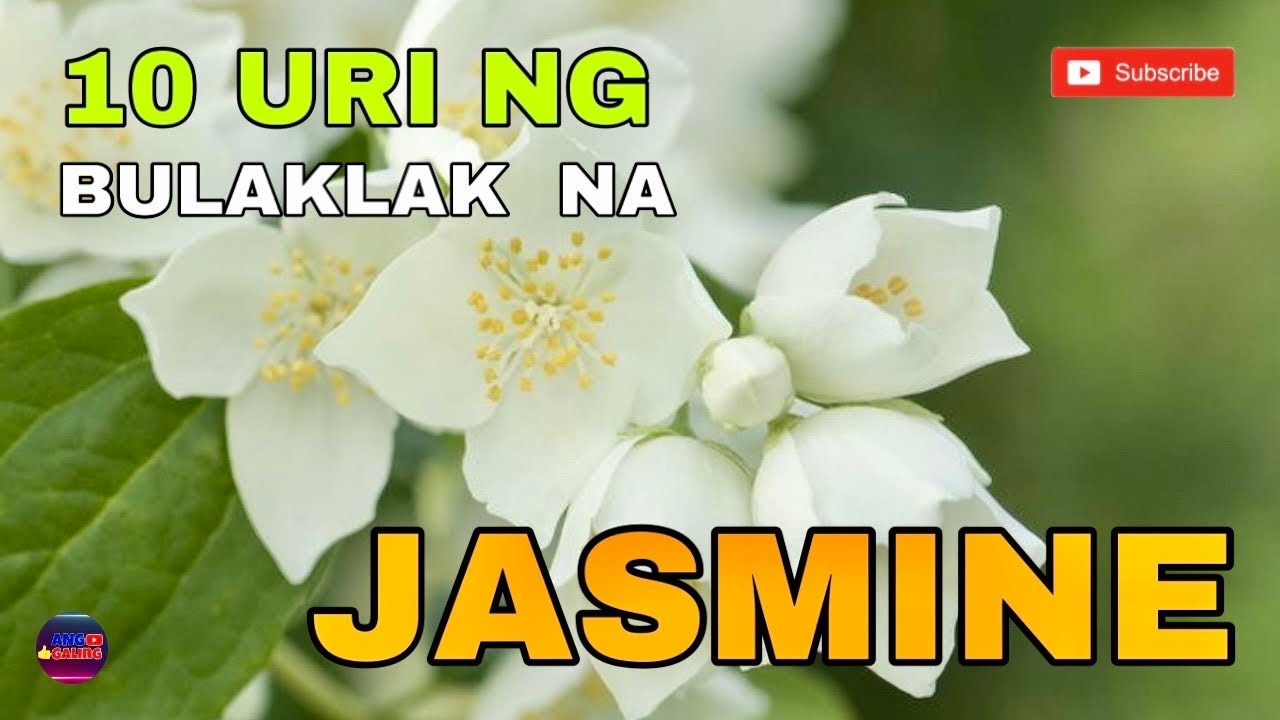 10 IBAT IBANG URI NG BULAKLAK NG JASMINE