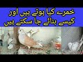 Khumry Kya Hoty Hain Aur Kesy Bnaye Ja Skty Hain | Whats Dove And How To Produce Dove | #BirdsPlanet