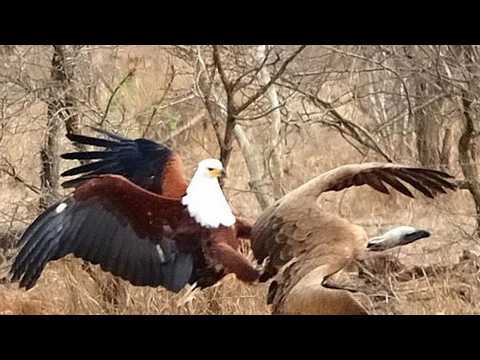 Как Африканский Орлан-Крикун побеждает ВСЕХ на реке!