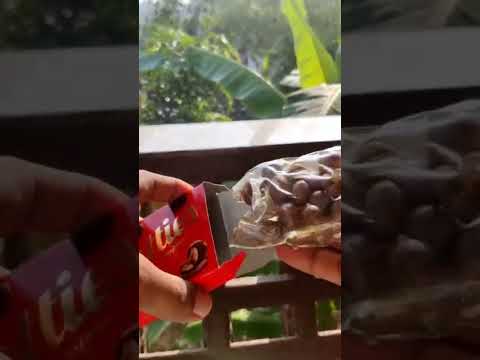 Cadbury Nutties #cadbury #nutties #chocolate #shorts