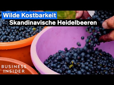 Skandinavische Heidelbeeren: Handgepflückt direkt aus dem Wald. #blaubeeren #essen