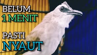 Download lagu Trucukan Ombyokan trucuk Bahan PAUT BISU PASTI BUNYI DENGAR SUARA TRUCUK GACOR NGALAS NGROPEL INI ‼️ mp3