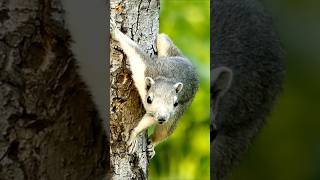 Squirrel Sounds | Close Up Of A Squirrel Clinging To A Tree Trunk