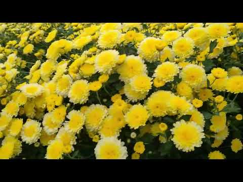 3 Inches Purnima Yellow Chrysanthemum Flower Plant