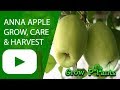Anna Apple Grow Care