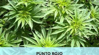 &quot;Paja Brava&quot; - La Renga