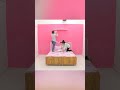 Beautiful Room Decoration Room Makeover Shorts Love Fun Youtubeshorts